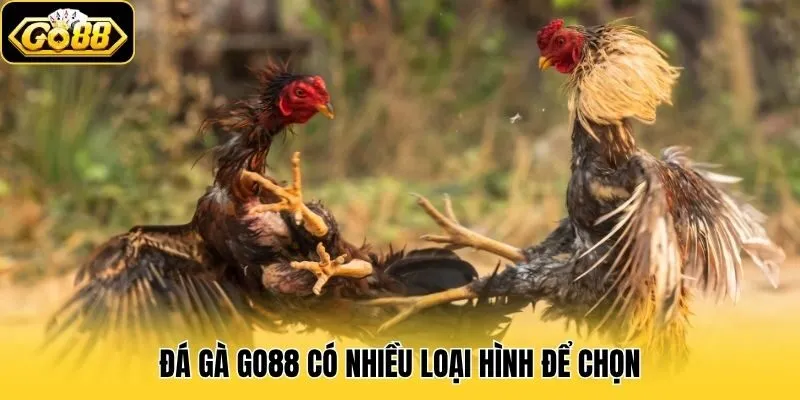 Đá Gà 1 Đá gà Go88 có nhiều loại hình để chọn