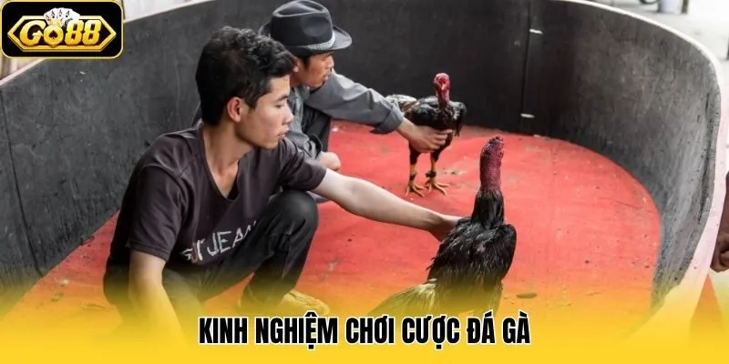 Đá Gà 3 Kinh nghiệm chơi cược đá gà