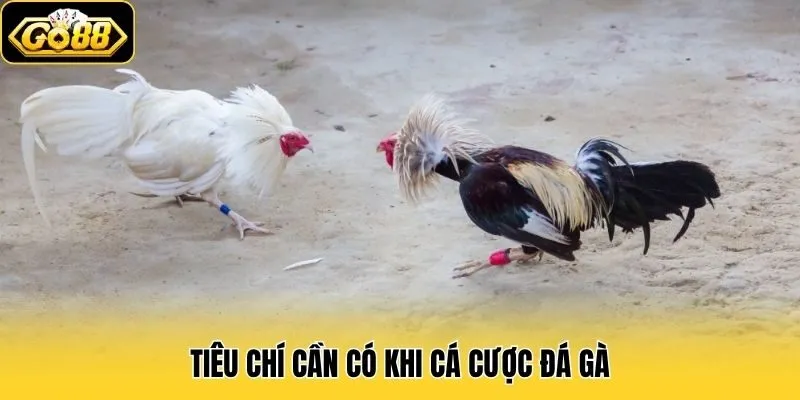 Đá Gà 2 Tiêu chí cần có khi cá cược đá gà
